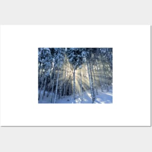 Dappled Sunlight in Winter Forest Posters and Art